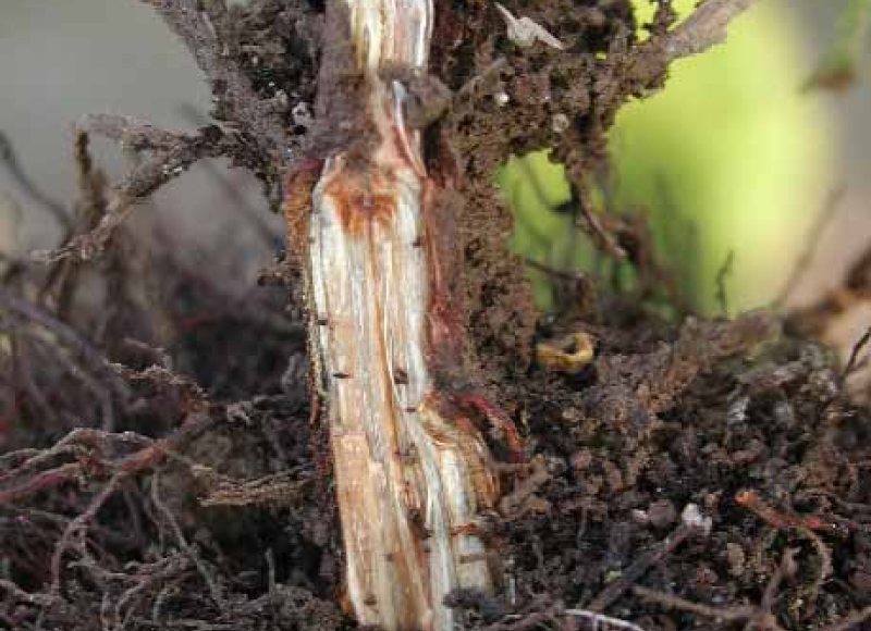 Flatheaded cedar borer larva in gallery