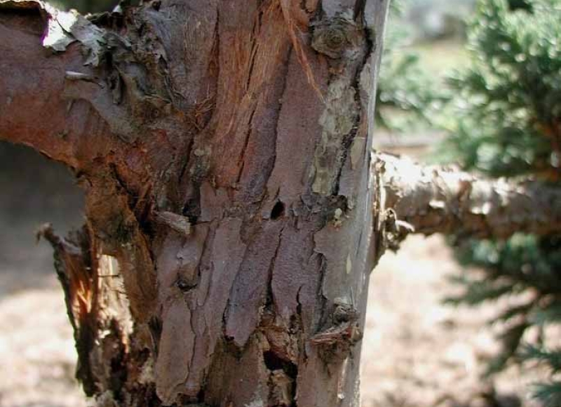 Flatheaded cedar borer D-shaped exit hole in juniper