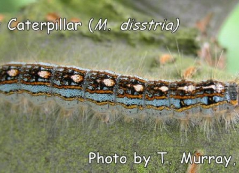 Western tent caterpillar larvae, molted skins, and feces. Photo: T. Murray, WSU