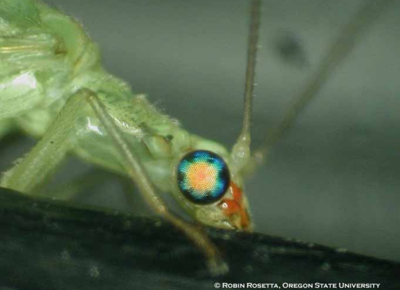 Lacewing larva