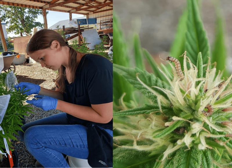 A side by side photo shows student staff, Ali Merkle, inoculating a hemp plant against corn earworm, and an closeup image of a corn earworm on a hemp plant.