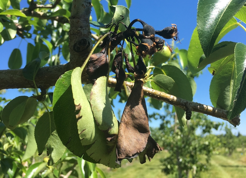 A browning, deflated pear shows the effects of fire blight in test orchards at Southern Oregon Research & Extension Center