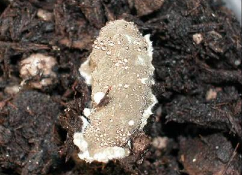 Infected BVW Larvae (Photo: Denny Bruck, USDA-ARS)