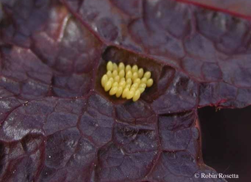 Seven-spotted ladybug eggs