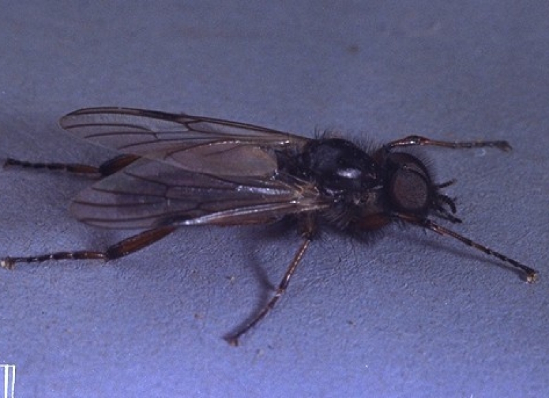 Male March fly, Bibio albipennis. Photo: Ken Gray