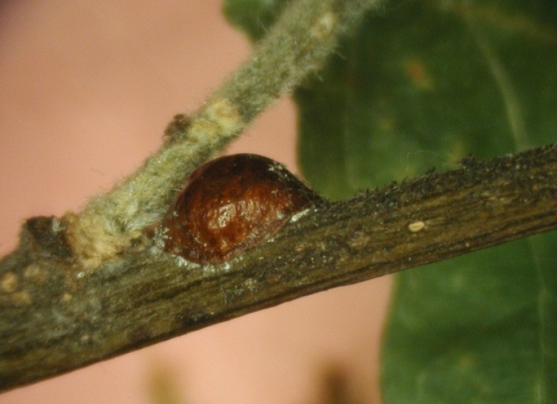 Oak lecanium. Photo: Rosetta