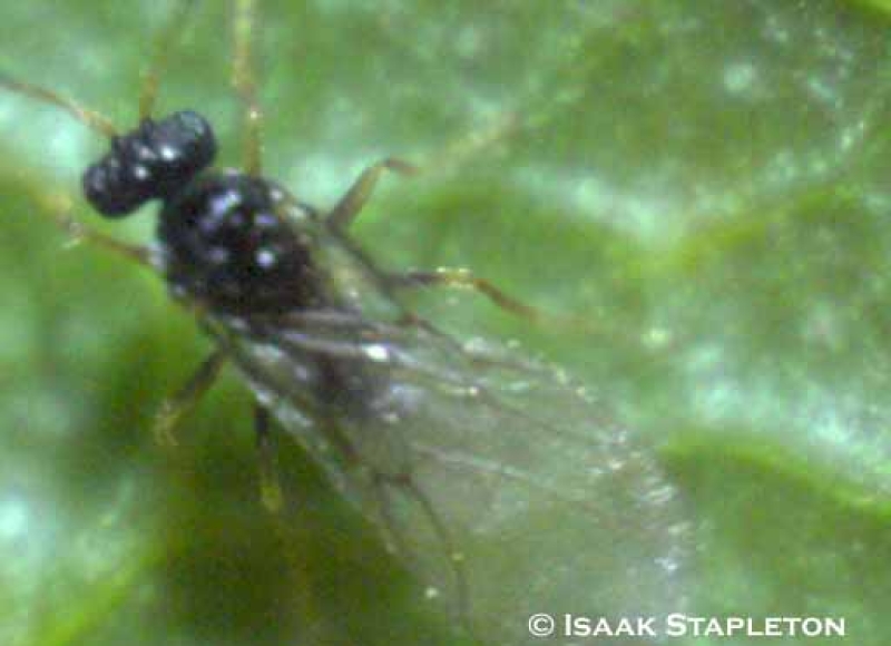 Cynipid gall wasp on bur oak leaf