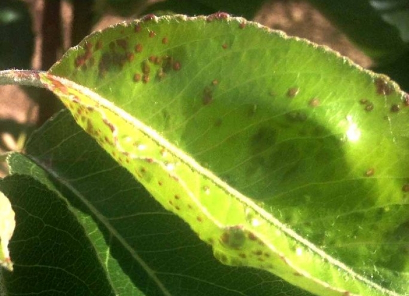 Pearleaf blister mite damage on new growth of 'Chanticleer' pear