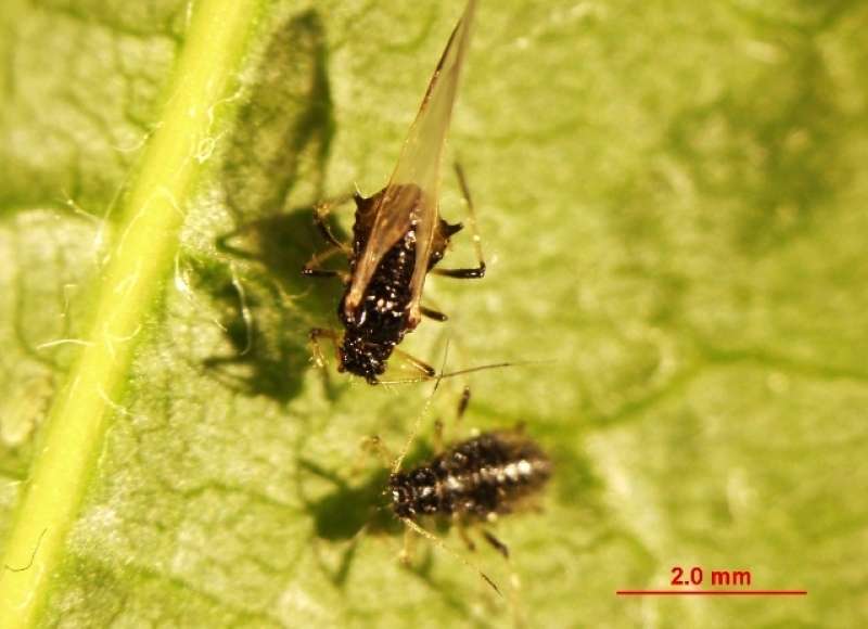 Periphyllus or maple aphids, including winged or alate individual, on vine maple
