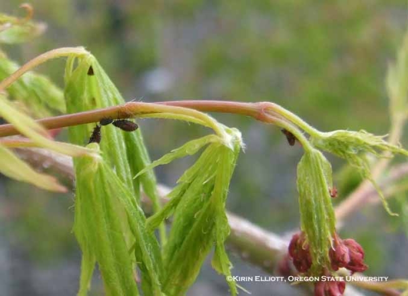 Periphyllus aphids on new growth of Japanese maple