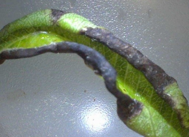 Pear leaf-curling midge damage to 'Parker' pear. Photo: Heather Stoven