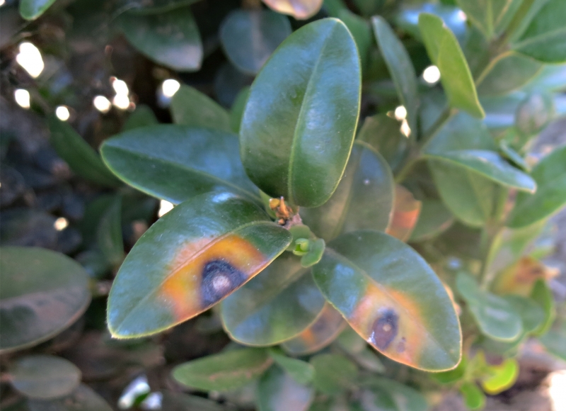 A yellow or orange halo around leaf spots may also be observed as you can see on this 'Dee Runk' plant. Jerry Weiland, 2019.