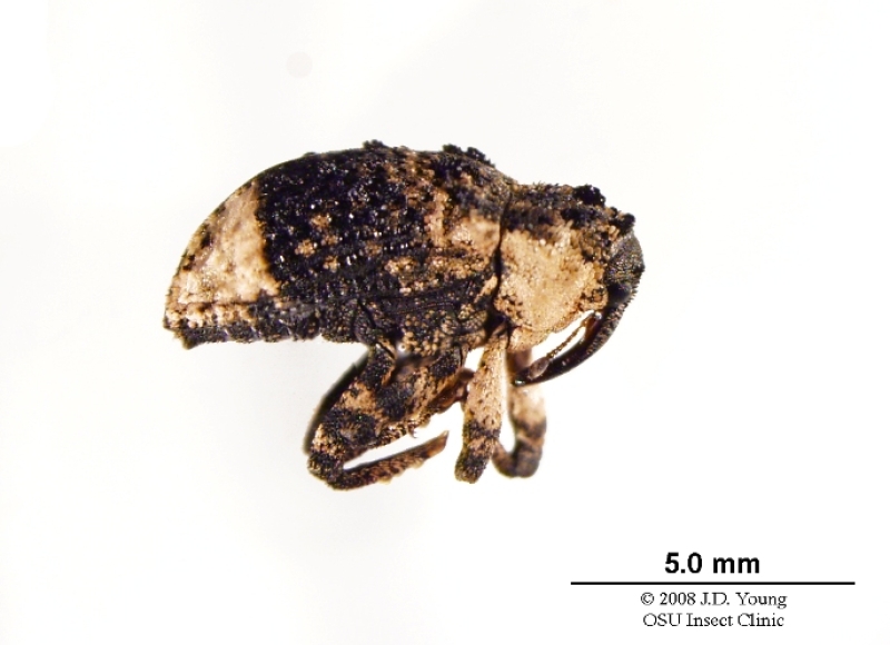 Poplar and willow borer adult. Photo: Jim Young