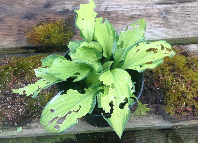 Hosta damaged by slugs