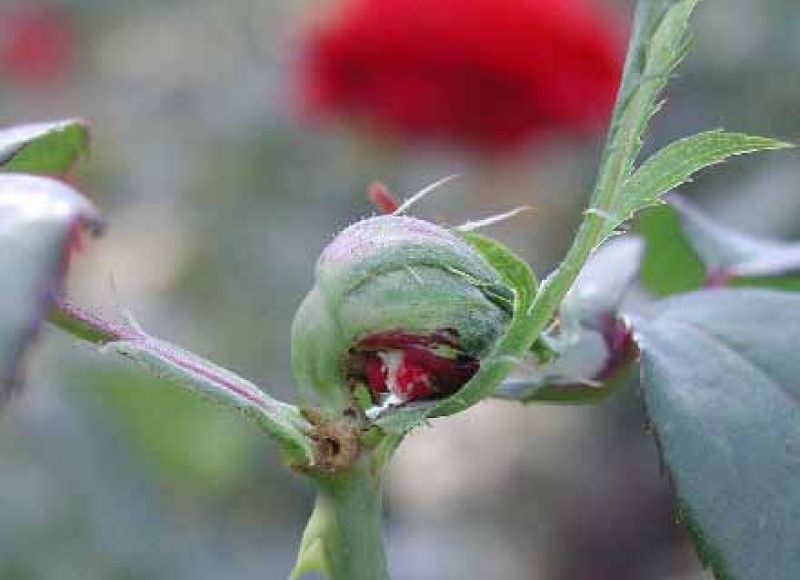 Rose midge bud damage closeup