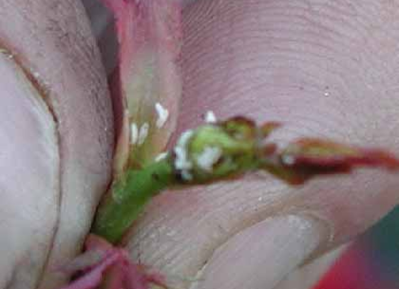 Rose midge larvae under sepal closeup