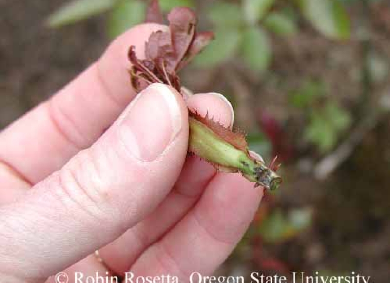 Rose midge early season damage - blackened feeding scars.