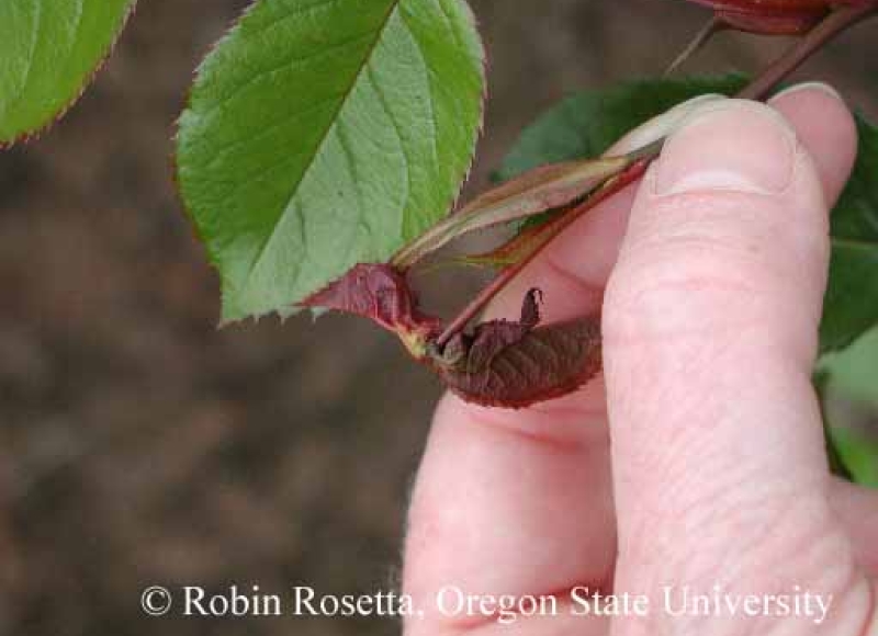 Rose midge early season damage - distorted and wilting new leaf shoots.