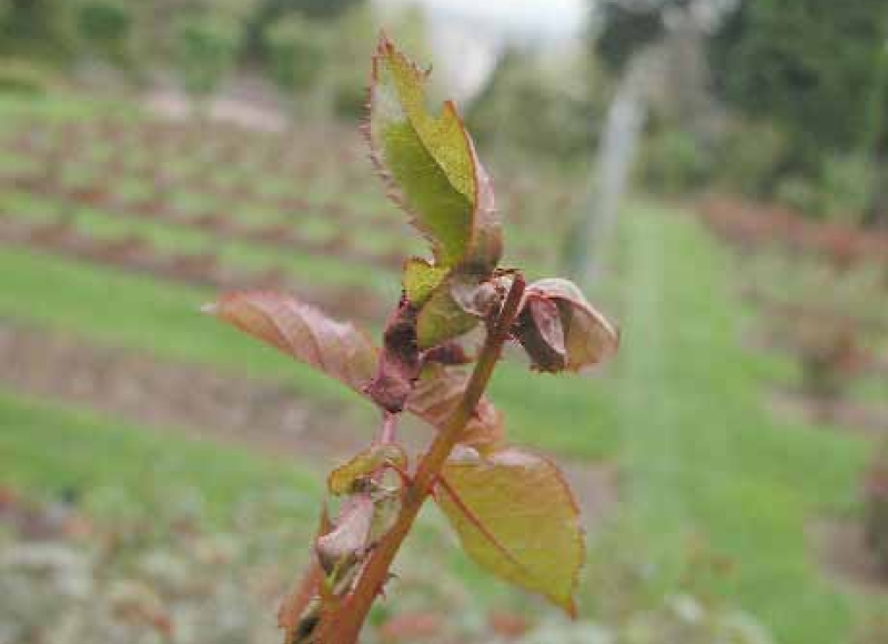 Rose midge early season damage