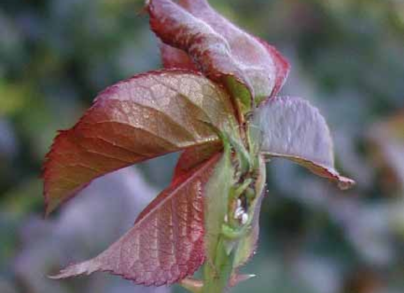 Rose midge larval feeding and damage closeup