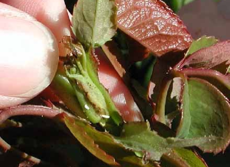 Rose midge larval feeding and damage closeup
