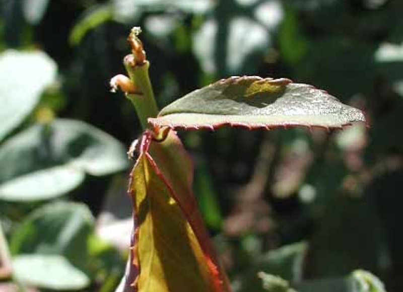 Rose midge tip damage closeup