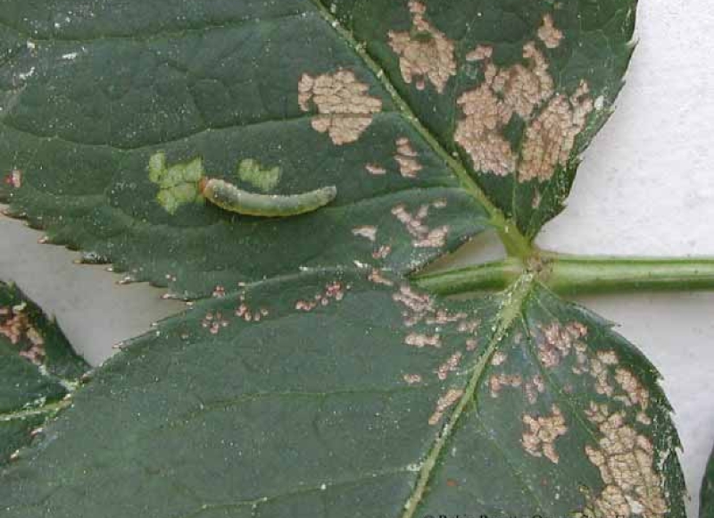 Roseslug larva and feeding damage