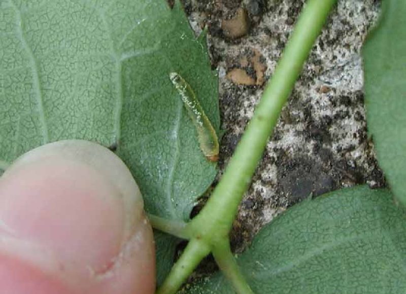 Roseslug larva