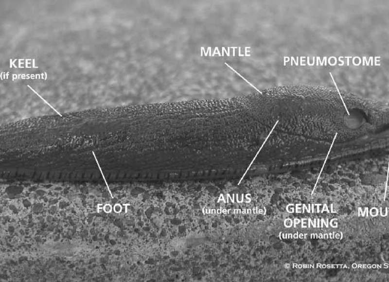 Photo labeling the parts of a slug