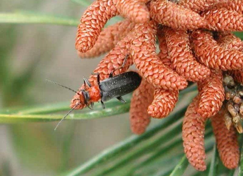 Soldier beetle adult - Cantharidae