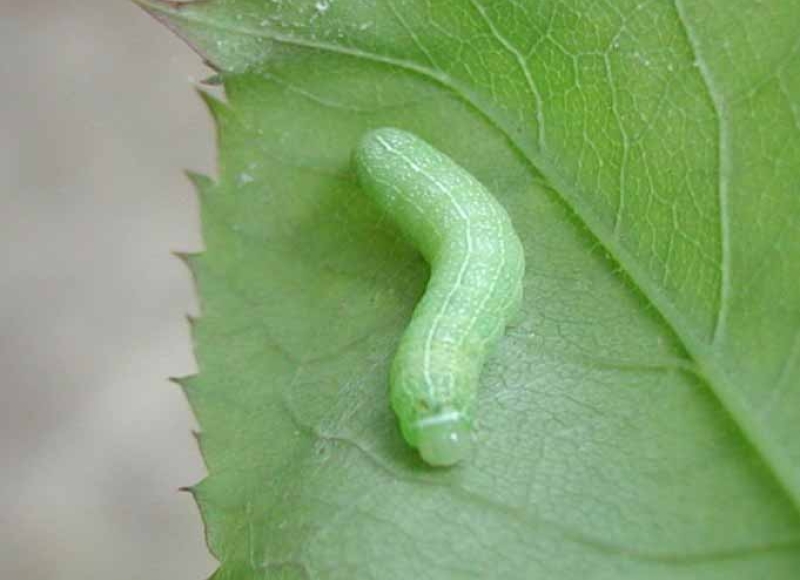 Speckled green fruitworm. Photo: Rosetta