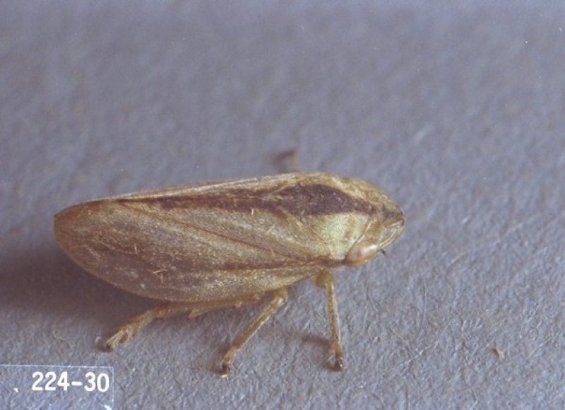 Spittlebug adult. Photo: Ken Gray
