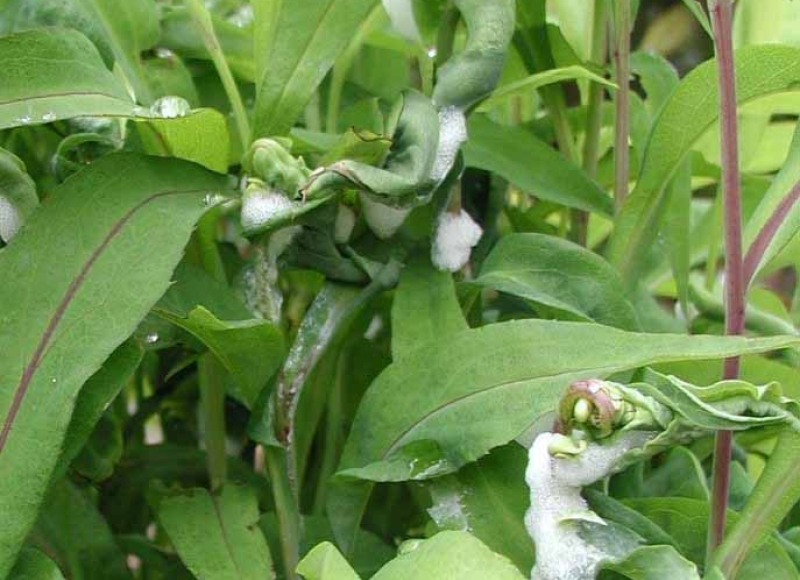 Spittlebug damage on penstemon