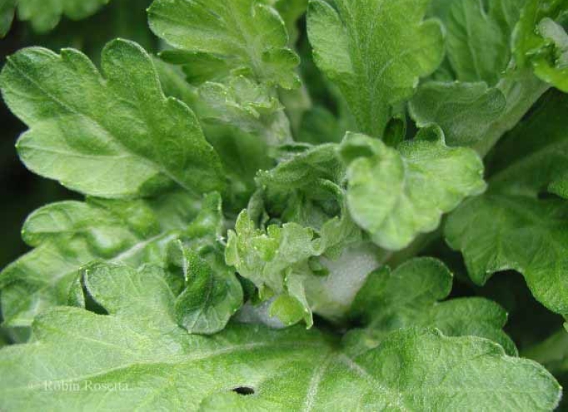 Spittlebug froth and damage on chrysanthemum