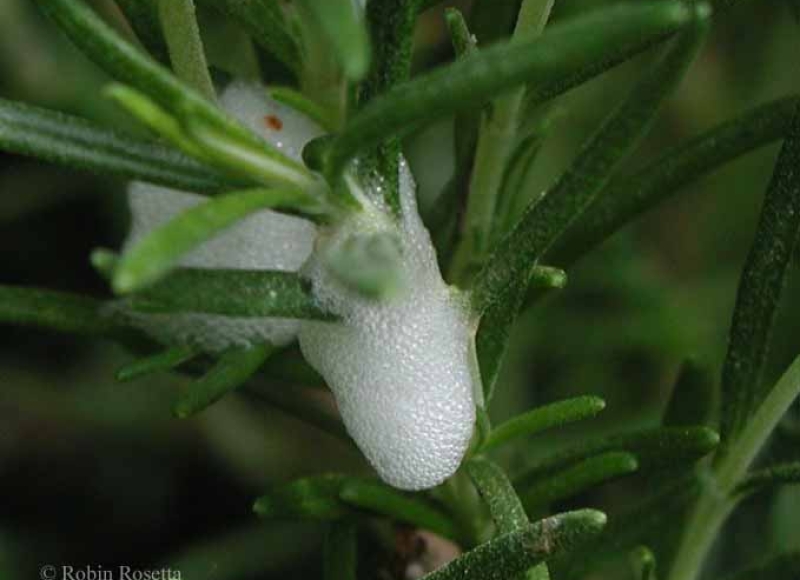 Spittlebug froth on rosemary