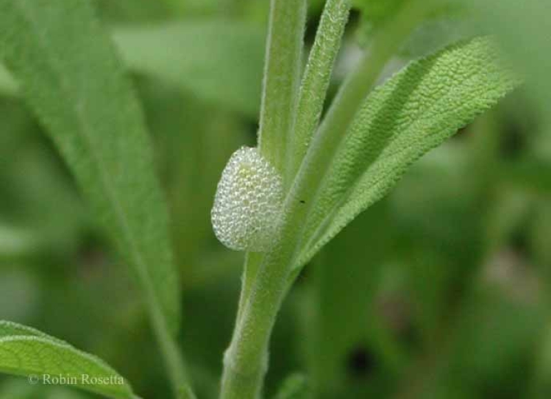Spittlebug froth on sage