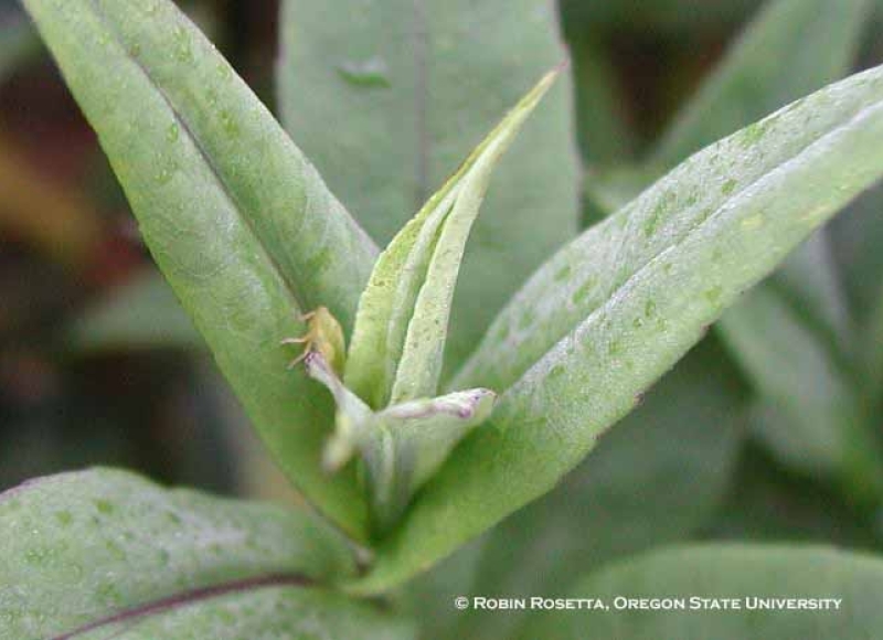 spittlebug nymph on Dianthus