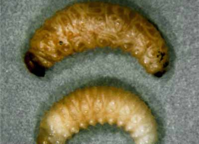 Steinernema infected weevil: photo by Ralph Berry