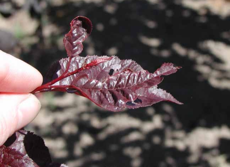 Thrips damage on plum terminal