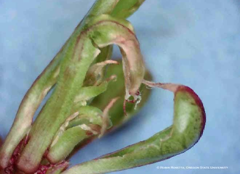 Thrips damage on viburnum terminal.