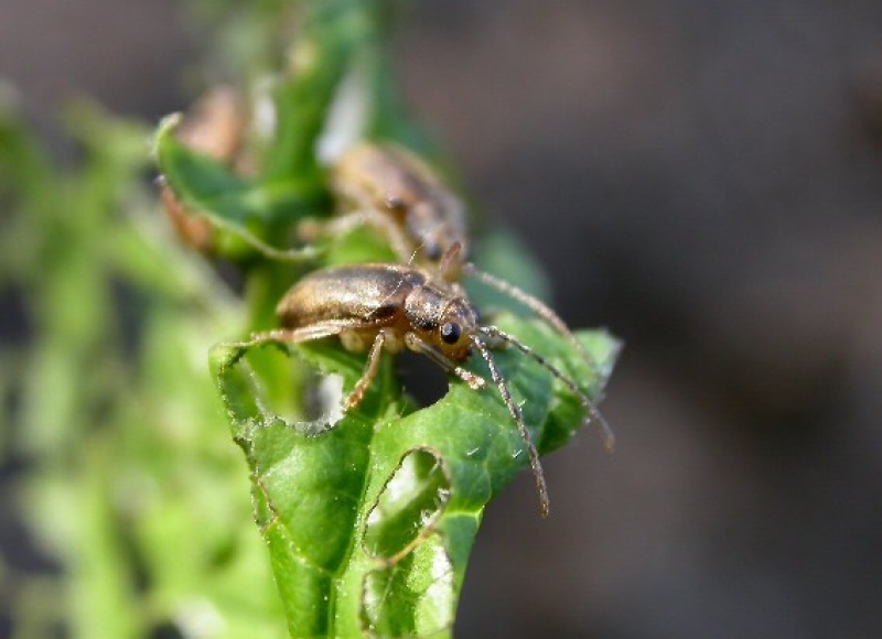 Viburnum leaf beetle adult and damage