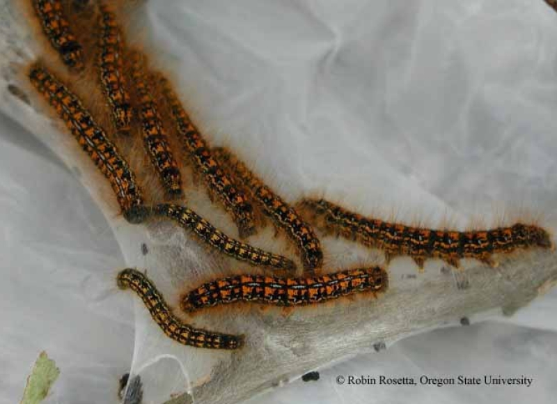 Western tent caterpillars