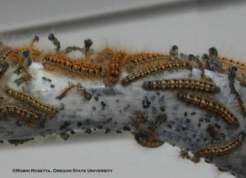 Western tent caterpillar larvae, molted skins, and feces