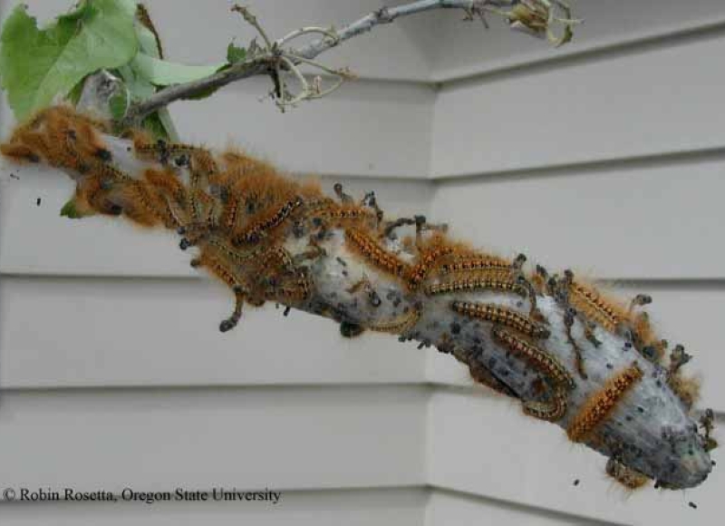 Western tent caterpillars on web