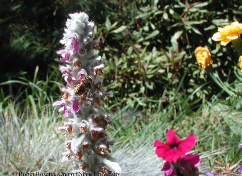 European wool carder bee