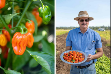 The new mild habaneros plant (left) and James Myers with the final yield (right). Image credits: Shawn Linehan