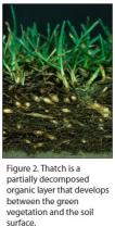 Figure 2. Thatch is a partially decomposed organic layer that develops between t