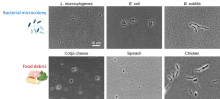 Bacterial microcolony and Feed Debris 