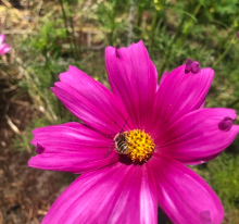 A longhorn bee pollinating a cosmos in the Molly Rosbach's garden.
