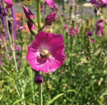 Green Bee on flower.  Photo by Jen Hayes